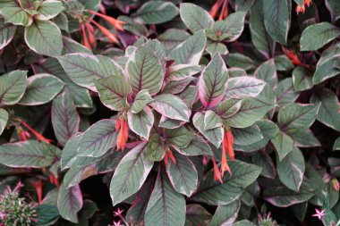 Değişken Fuchsia John Ridding Firecracker 'ın yakın çekim görüntüsü.