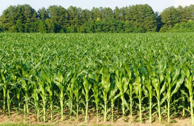 Ufuk çizgisine kadar uzanan yemyeşil mısır tarlası Queenstown, Maryland, ABD yakınlarındaki ağaçlarla çevrili.