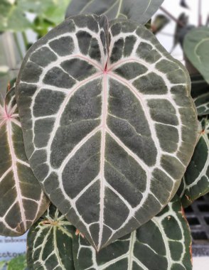 Karmaşık damar desenleri ve Andoryum Dok Bloğu 'nun koyu yeşil yaprağı Michelle