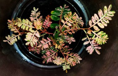 Phyllanthus 'un küçük pembe ve yeşil yapraklarının yakın plan Pembe Çiş Varyasyonlu bitkisi