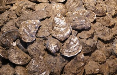 Fosilleşmiş istiridye kabuklarının yakın plan görüntüsü, karmaşık desenler ve dokular sergiliyor..