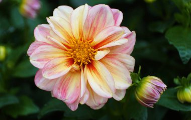 Çiçek açmış şeftali tonu bir yıldız çiçeğine yakın çekim