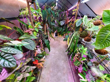 Kapalı alanda yemyeşil bir serada büyüyen ışıklar altında nadir ve güzel tropikal bitkiler sergileniyor.
