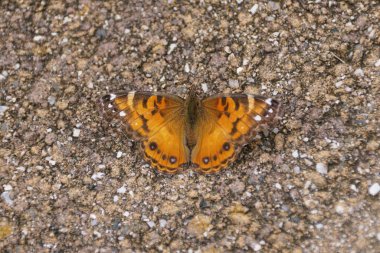 Çarpıcı bir turuncu ve kahverengi Amerikan bayan kelebeği dokulu küçük taşların üzerinde yatar..