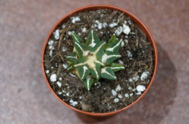 Ariocarpus kotschoubeyanus var 'a yakın çekim. Fil gelgitleri kaktüsleri, kendine özgü yıldız şeklindeki yeşil ve beyaz rozetini sergiliyor..