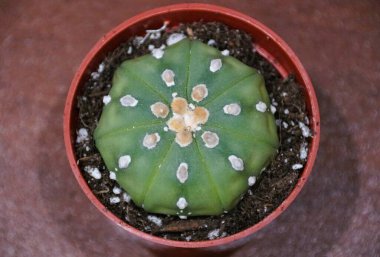 Canlı bir Astrophytum Asterias, kendine özgü yıldız şeklindeki desenini, küçük beyaz buklelerini ve soluk yeşil tonunu sergiliyor..