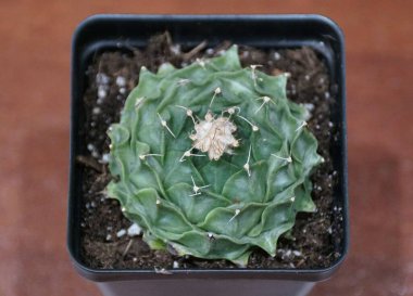 Bir Obregonia Denegrii 'nin yakın çekimi, ayrıca enginar kaktüsü olarak da bilinir, zengin yeşil tonu ve karmaşık desenleri ile.