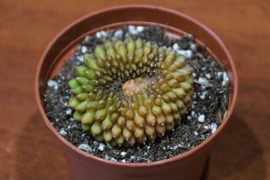 Yeşil tüberküllerin ve Gymnocalycium mihanovichii Tepeli Inermis 'in spiral düzeninin yakın çekimi