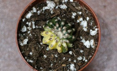 Discocactus Horstii 'nin yakın çekimleri, canlı sarı ve yeşil renklerini gözler önüne seriyor..