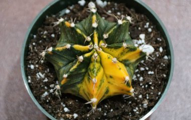 Güzel bir Gymnocalycium mihanovichii kaktüsünün, canlı sarı ve yeşil çeşitliliğiyle yakın çekimi.