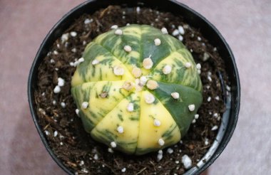 Astrophytum Asterias 'ın yakın çekimi sarı ve yeşil renkli kaktüsü çeşitlendirdi.