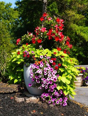 Renkli, açık mor petunyalar, kırmızı sardunyalar, kırmızı mandevilla ve limon yeşili, tatlı patates sarmaşığı bir bitkinin üzerine dökülüyor..
