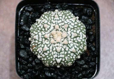 Astrophytum Asterias Süper Kabuto kaktüsünün güzel dokusuna yakın çekim.
