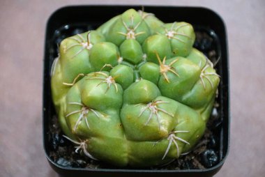 Yeşil kireç rengi ve jimnastik salonunun keskin dikenleri Denudatum Kaiomaru kaktüsü