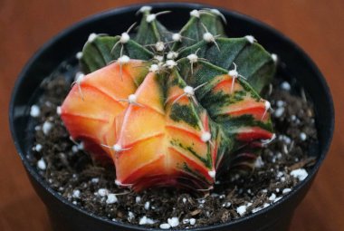 Gymnocalycium mihanovichii kaktüsünün parlak rengi çarpıcı turuncu, kırmızı ve yeşil çeşitliliğini gözler önüne seriyor.