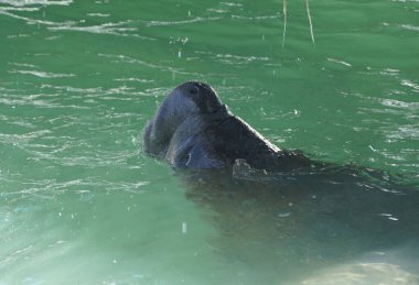 Bir denizayısının yakınındaki zümrüt yeşili suyun üzerinde, İslami Florida, ABD yakınlarında yüzeye çıkıyor.