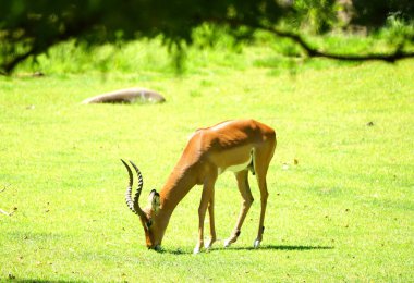 Zarif bir Impala, Cincinnati Hayvanat Bahçesi, Ohio, ABD 'de canlı yeşil bir çayırda huzur içinde otluyor.