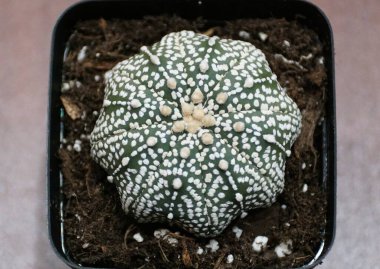 Astrophytum Asterias Süper Kabuto kaktüsünün yakın çekimi, yıldızımsı şekli ve belirgin beyaz benekleri ile karakterize edilir..