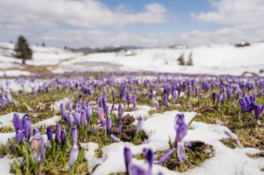 Dağlarda kar yağarken açan bahar timsahlarının görkemli manzarası. Velika planina, Slovenya.