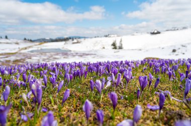Dağlarda kar yağarken açan bahar timsahlarının görkemli manzarası. Velika planina, Slovenya.