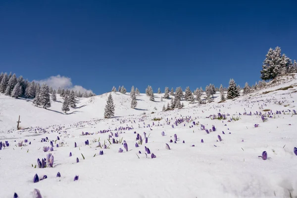 Majestátní Pohled Kvetoucí Jarní Krokusy Trčící Pozdního Sněhu Horách Velika — Stock fotografie