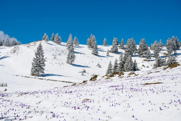 山の遅い雪から咲く春の群生の雄大な景色 スロベニアのヴェリカ プラニーナ — ストック写真