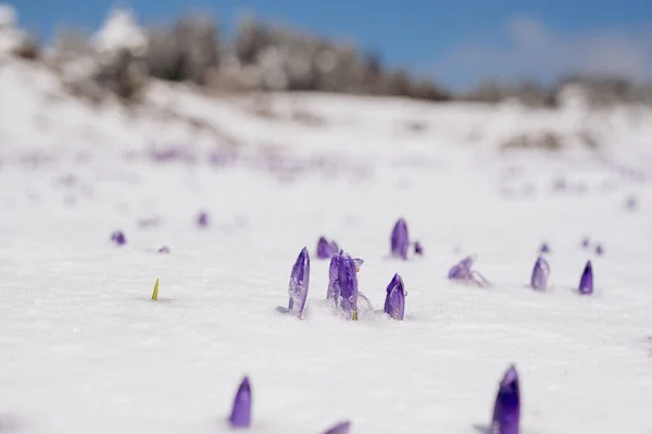 Majestätisk Utsikt Över Blommande Våren Krokusar Peta Från Sen Snö — Stockfoto
