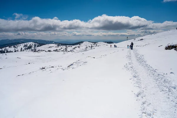 Majestatyczny Widok Kwitnących Wiosennych Krokusów Szturchających Późnego Śniegu Górach Velika — Zdjęcie stockowe