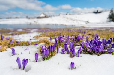 Dağlarda kar yağarken açan bahar timsahlarının görkemli manzarası. Velika planina, Slovenya.