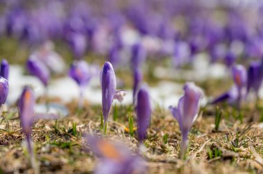 Dağlarda kar yağarken açan bahar timsahlarının görkemli manzarası. Velika planina, Slovenya.