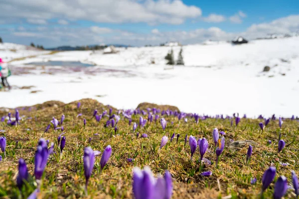 Vista Majestosa Crocos Primavera Florescendo Cutucando Final Neve Nas Montanhas — Fotografia de Stock