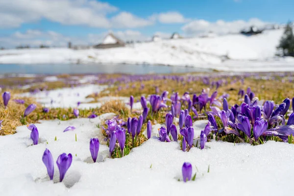 Величественный Вид Цветущих Весенних Крокусов Тыкающихся Позднего Снега Горах Великая — стоковое фото