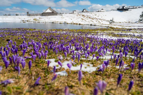 Величественный Вид Цветущих Весенних Крокусов Тыкающихся Позднего Снега Горах Великая — стоковое фото