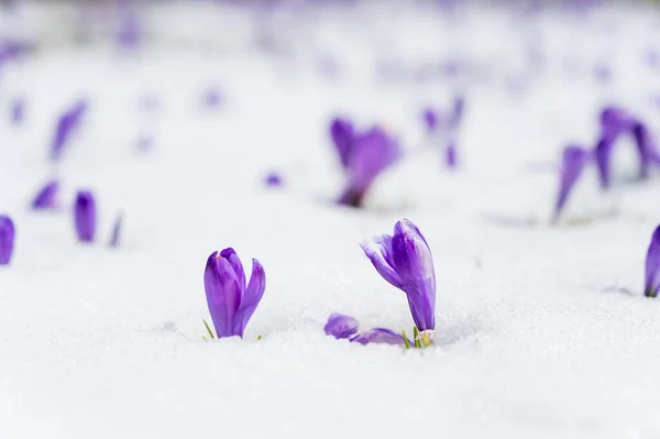 Majestätisk Utsikt Över Blommande Våren Krokusar Peta Från Sen Snö — Stockfoto