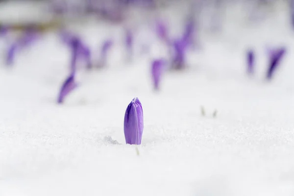 Majestätisk Utsikt Över Blommande Våren Krokusar Peta Från Sen Snö — Stockfoto