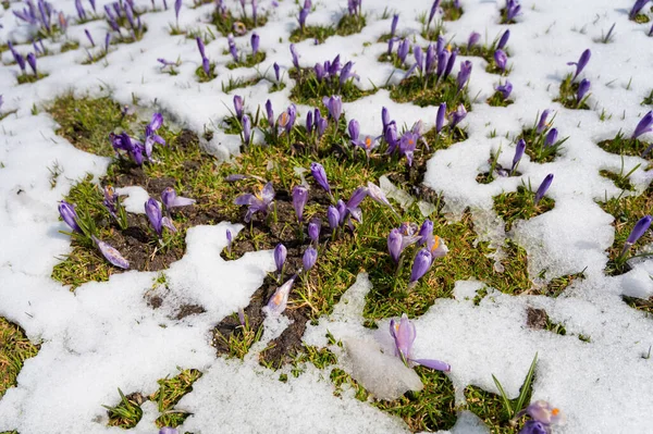 Vista Majestosa Crocos Primavera Florescendo Cutucando Final Neve Nas Montanhas — Fotografia de Stock