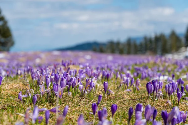 Dağlarda kar yağarken açan bahar timsahlarının görkemli manzarası. Velika planina, Slovenya.