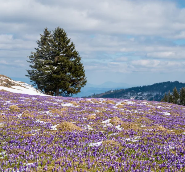 Majestätischer Blick Auf Blühende Frühlingskrokusse Die Aus Dem Späten Schnee — Stockfoto