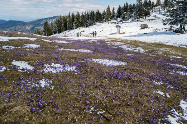 Dağlarda Kar Yağarken Açan Bahar Timsahlarının Görkemli Manzarası Velika Planina — Stok fotoğraf