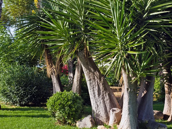 A Yucca elephantipes, synonym Yucca guatemalensis, with multiple stems arising from a stem-like basal thickening. In the upper part, the upright branches become slender and branch out to a greater or lesser extent. The leaves are up to 7 cm wide, up