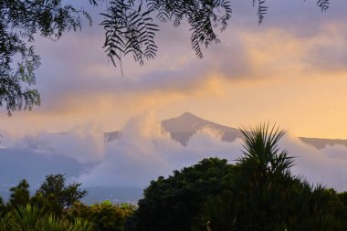 Pico del Teide 'nin Kasım' daki akşam ışığı manzarası. Beyaz bulutlardan oluşan bir halka ön planda, Puerto de la Cruz 'daki Taoro Park' taki çeşitli çalıların ve ağaçların yeşili..