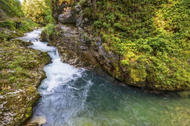 Radovna deresi ormanın içinden ve Slovenya 'nın Vintgar vadisindeki kayaların arasından akıyor.