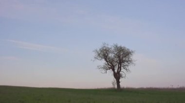 Gece vakti hareket eden yıldızlar ve bulutlar çayırdaki yalnız çıplak ağacın ses kaydı.