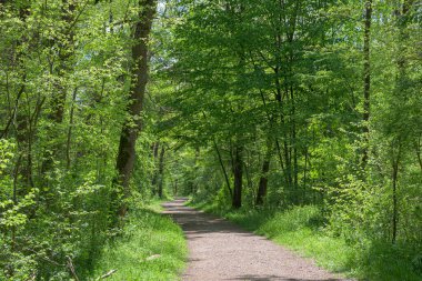 Orman yolu, her iki tarafında sık orman ile çevrili.