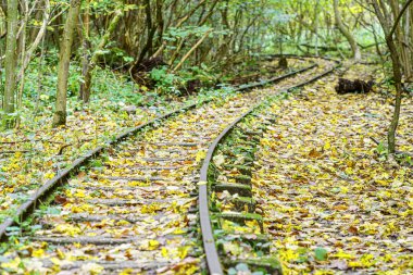 Sonbaharda dökülen yapraklarla yaprak döken ormandaki terk edilmiş tren yolu.