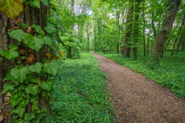 Ormanda kabuk kaplı patika, yeşil ağaçlar arasında, ilkbaharın başlarında, güneşin altında, geniş açılı mercek