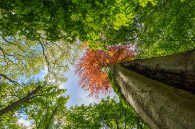 Ormanda, yeşil yapraklı ağaçların arasında kırmızı yapraklı ağaç kontrastı. Arka planda mavi gökyüzü, geniş açı lensi ile alt perspektiften fotoğraflanmış.
