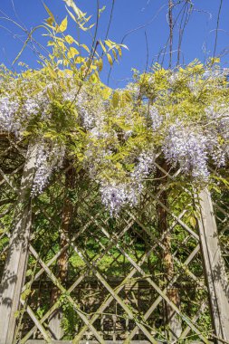 Mor akasya çiçekleri bir pergola üzerinde asılı, aşağıdan yukarıya, güneşte, geniş açılı mercek