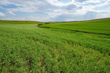 Genç çiçek açan yeşil bezelye tarlası güzel bulutlar mavi gökyüzü güneşli geniş açı mercekli