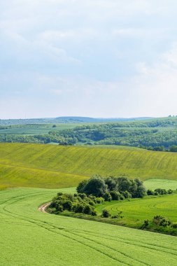 Tepeleri, toprak yolu, güneş ışığındaki ağaç grupları ve geniş açılı mercekli yeşil bezelye tarlası manzarası.